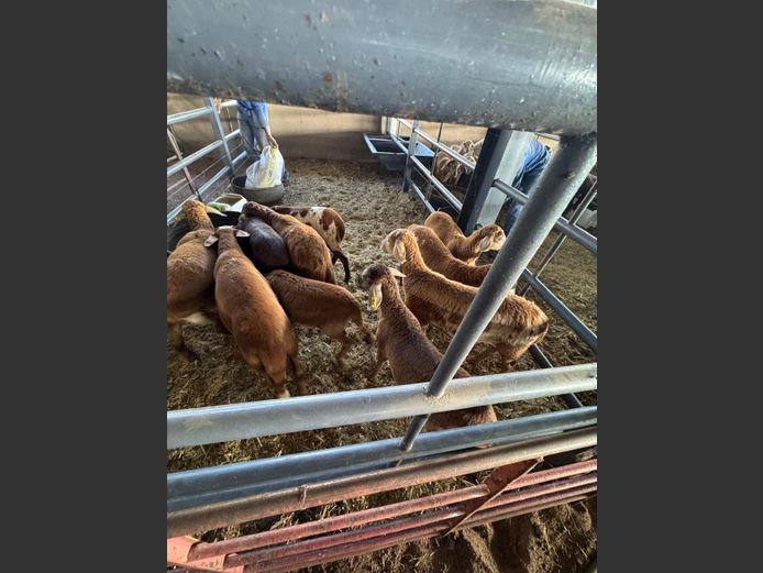 MEATMASTER | LOUMA BOERDERY