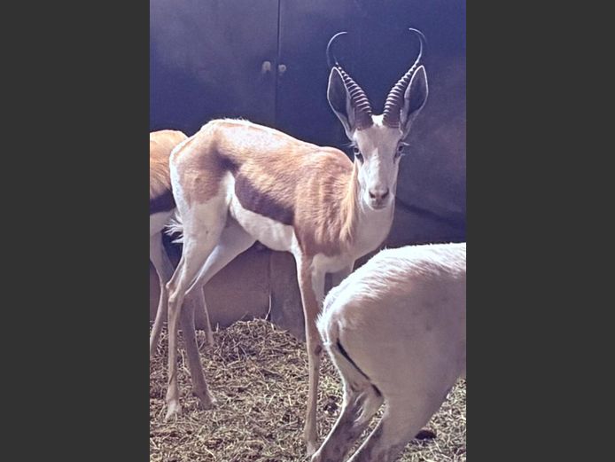 Konings Springbok Ram