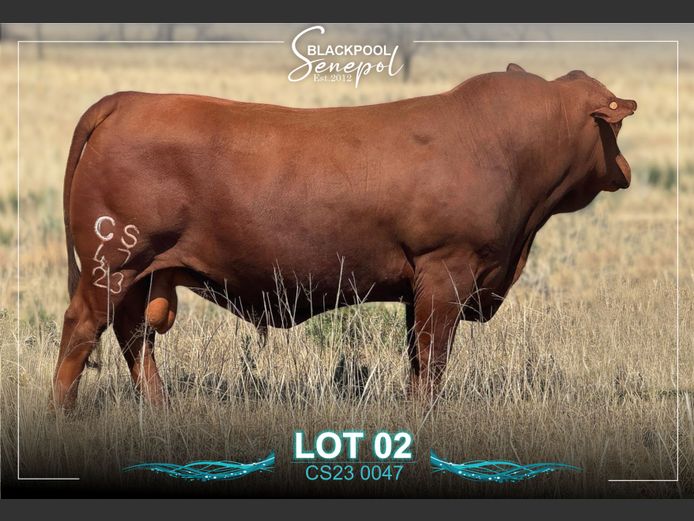 CS230047 | C.G. SHEARD