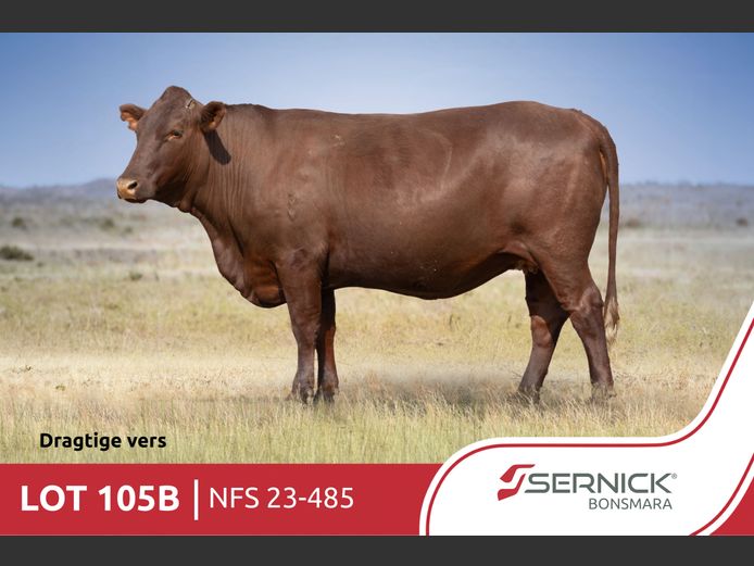 NFS 230485 Pp(c) | SERNICK BONSMARA STOET