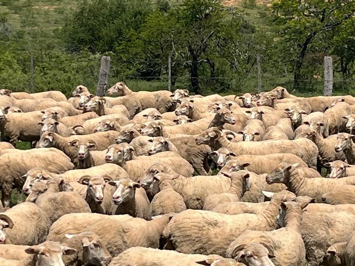 Ewes | P & J van Niekerk