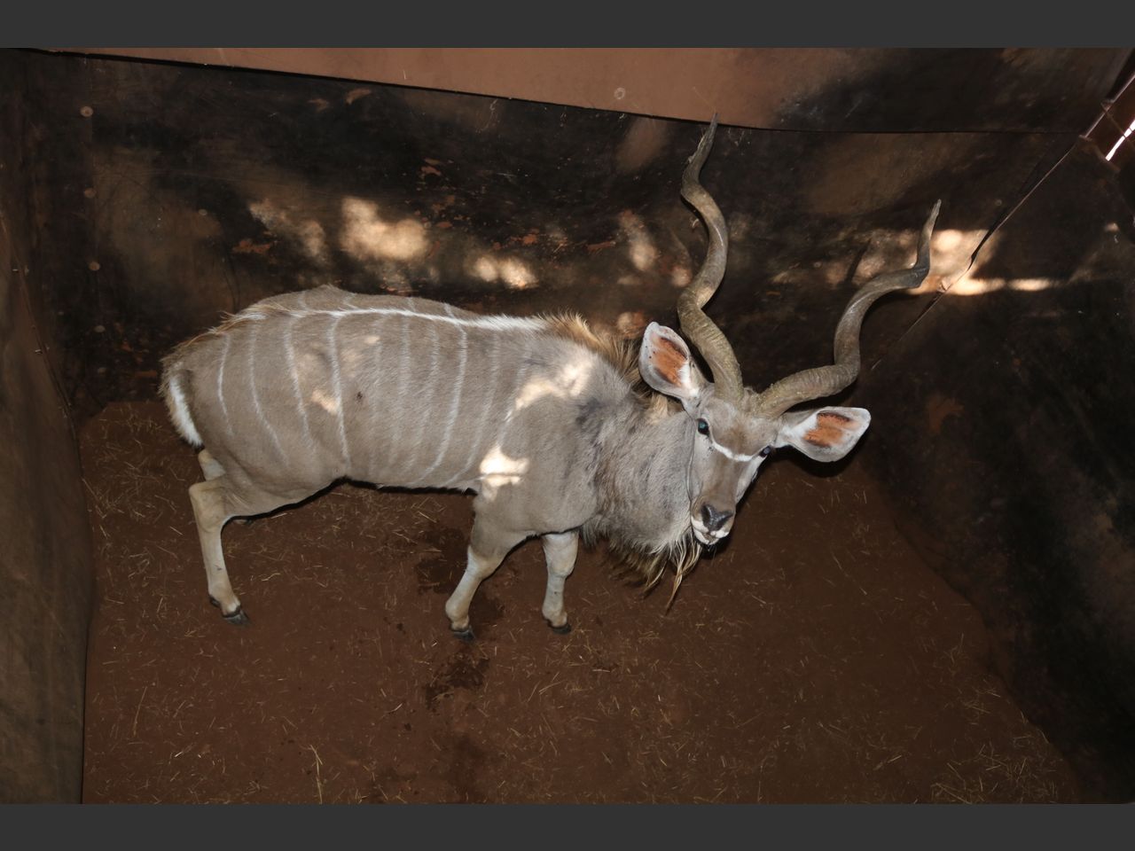 images