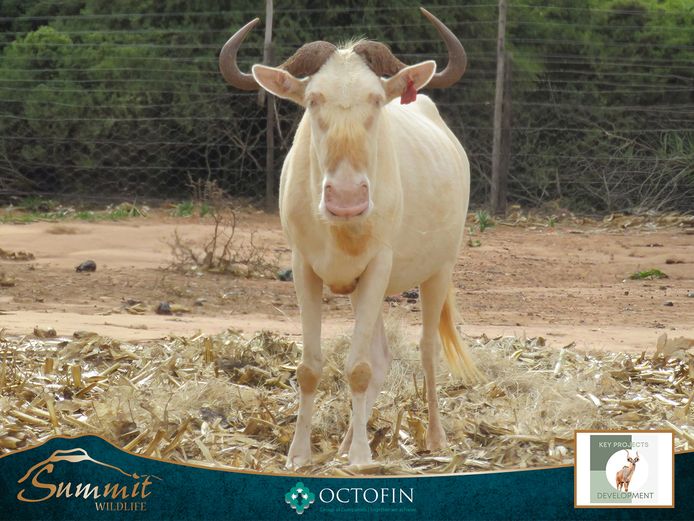 28 3/8" ROYAL WILDEBEEST BULL "UBUKHOSI"