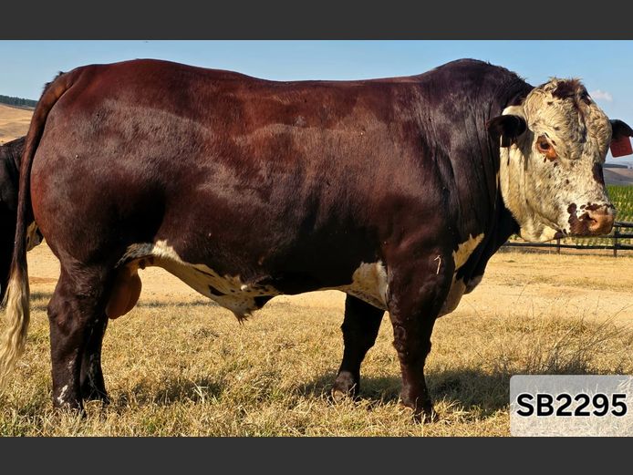 SB2295 | STAPELBERG BROERS