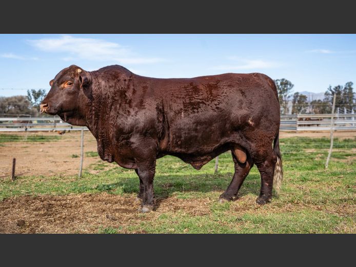 BR  220014 | P.J. NIEMAND