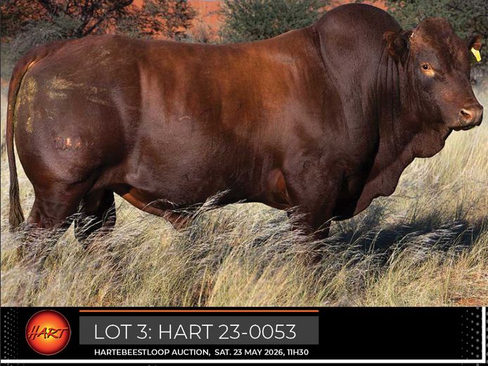 HART230053HH(c) | HARTEBEESTLOOP BONSMARA