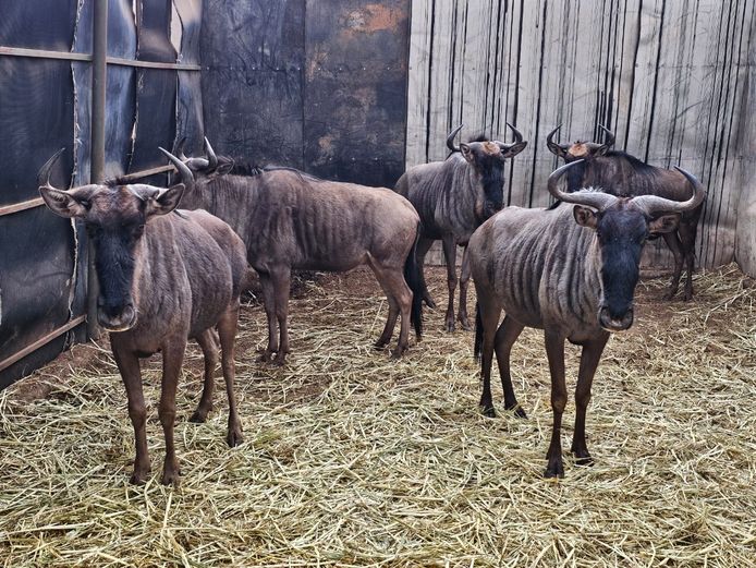 BLUE WILDEBEEST | MABALINGWE