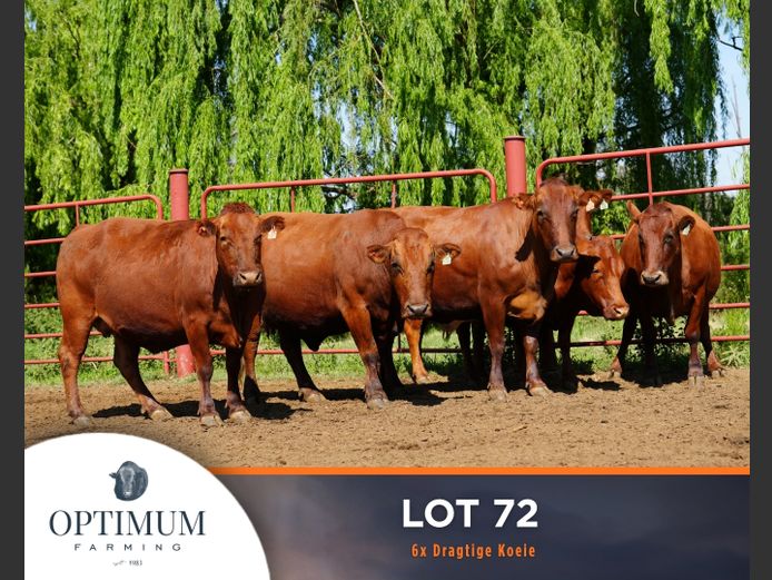 Commercial Animals | OPTIMUM FARMING M WIPPLINGER