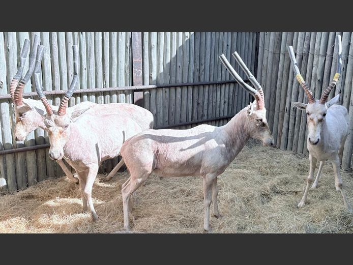 Wit Blesbok Ram