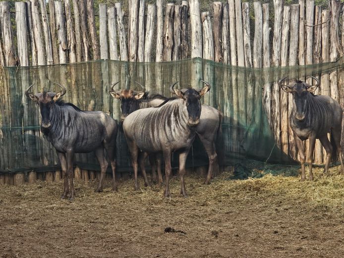 BLOUWILDEBEES | NYLSVLEI