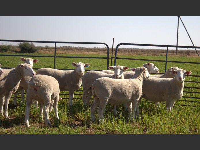 Commercial Animals | CJW BOERDERY