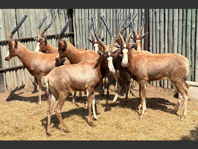 Blesbok Ramme