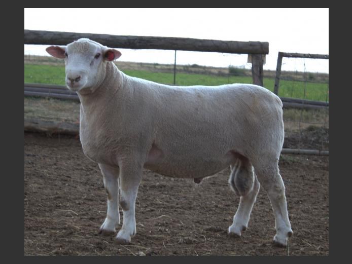 CJW 240061 | CJW BOERDERY