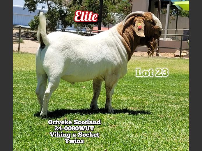 24-0080WUT | ORIVEREKE KLEINVEE STUD