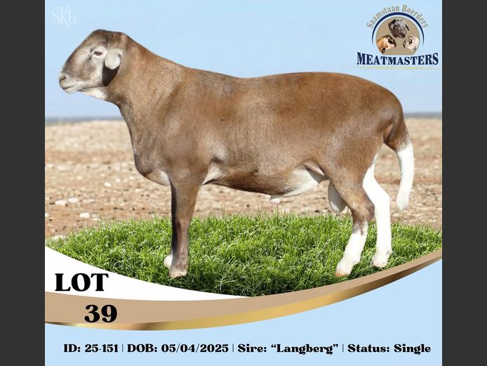 25-151DPIV | SAAMSTAAN BOERDERY MEATMASTERS