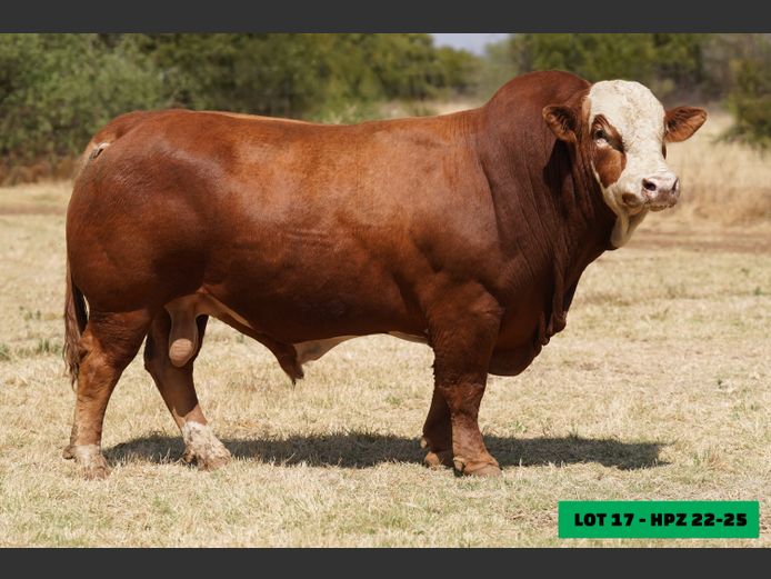 HPZ2225 | JP DU PREEZ BK