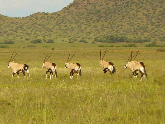 Gemsbok | PJVZ Lubbe Boerdery