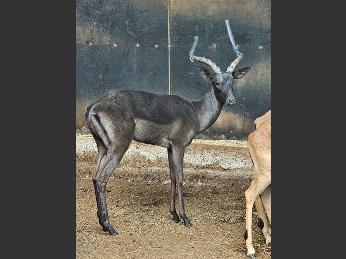 BLACK IMPALA | ZEEKOEVALLEY