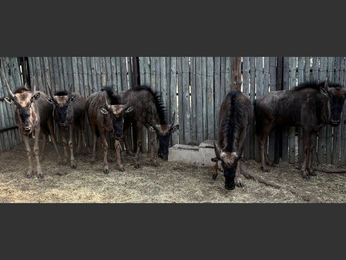 Blouwildebees Jonk
