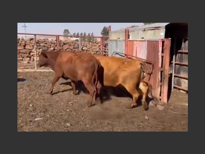 Cows in Calf