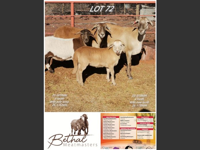 BETHAL MEATMASTERS | 23-329NIM 