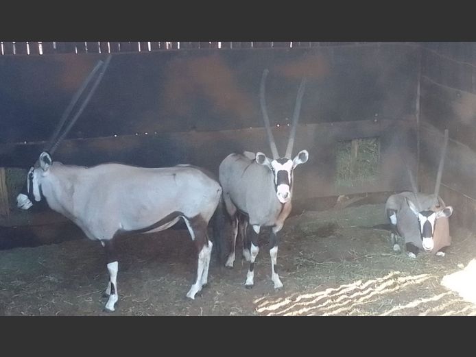 GEMSBOK