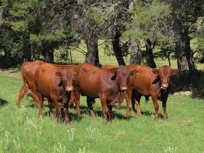 Bonsmara Calves