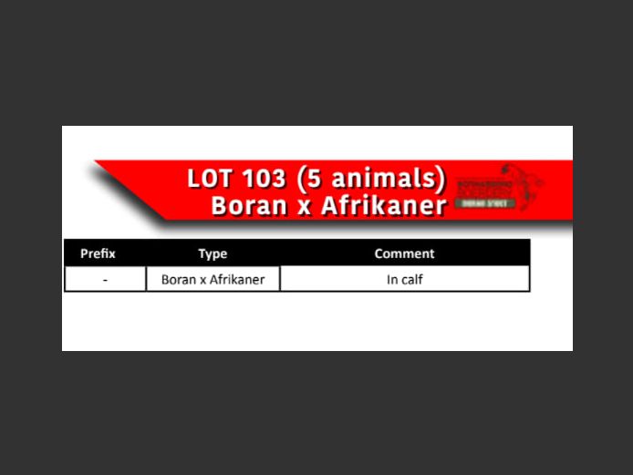 BORAN x AFRIKANSER COWS