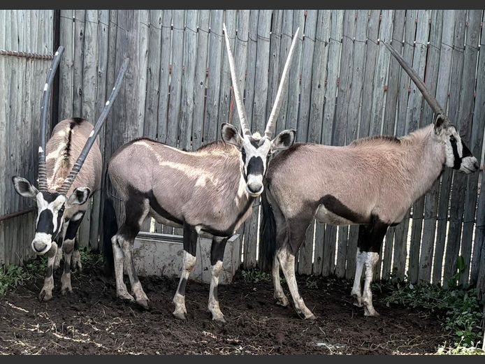 Gemsbok Bulle
