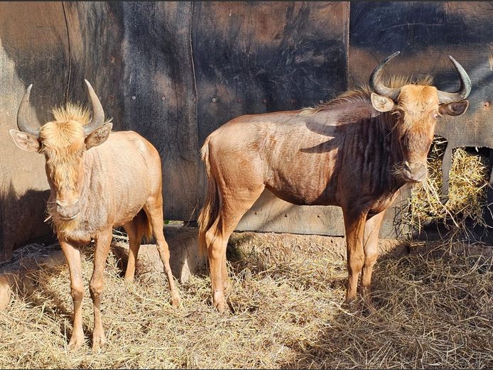 GOUE WILDEBEES | NUM NUM