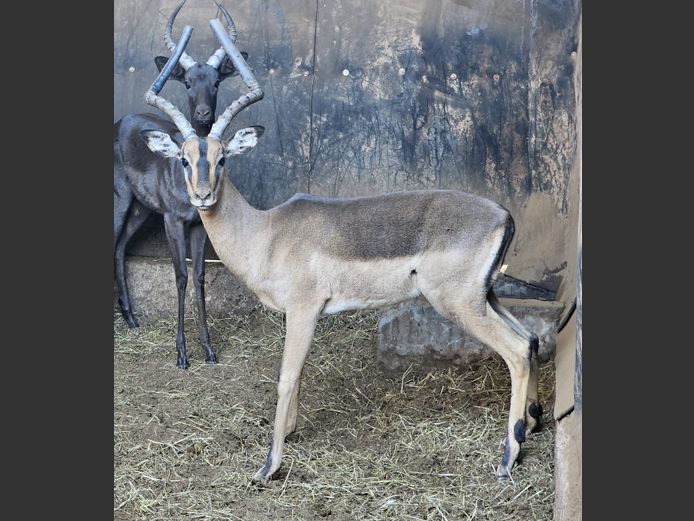 SADDLEBACK IMPALA | LUIPERDSKLOOF