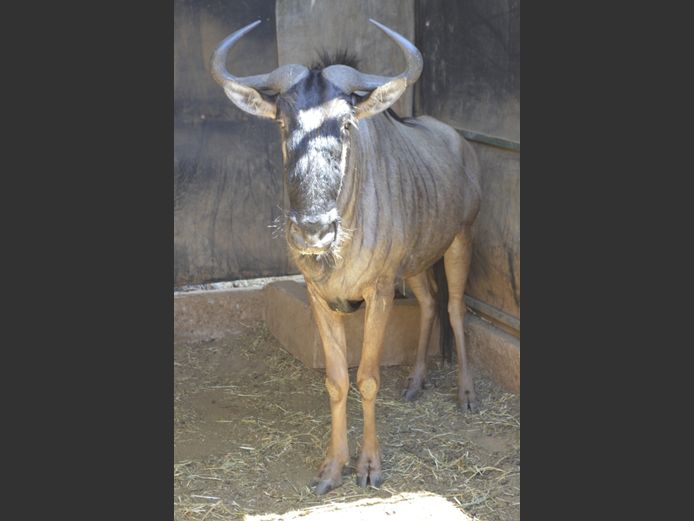 Blouwildebees | Mhara Game Lodge