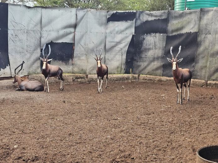 BLESBOK | BIRKEN VERVOER