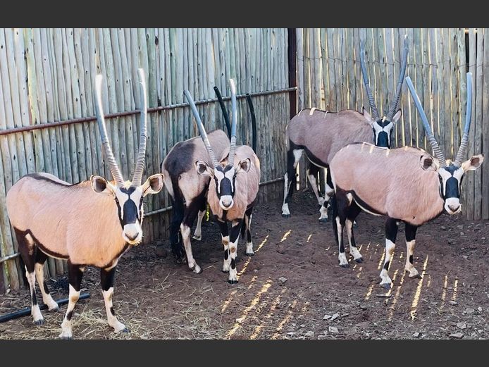 Gemsbok Bulle