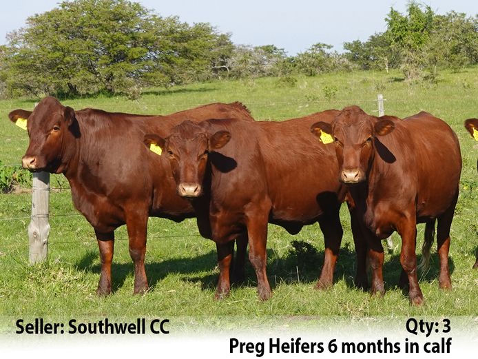 Commercial Animals | Southwell Cattle Co