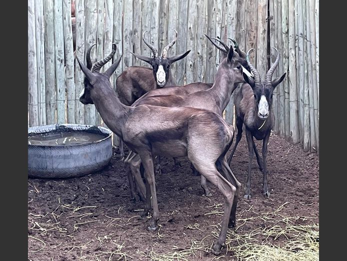 Swartspringbok