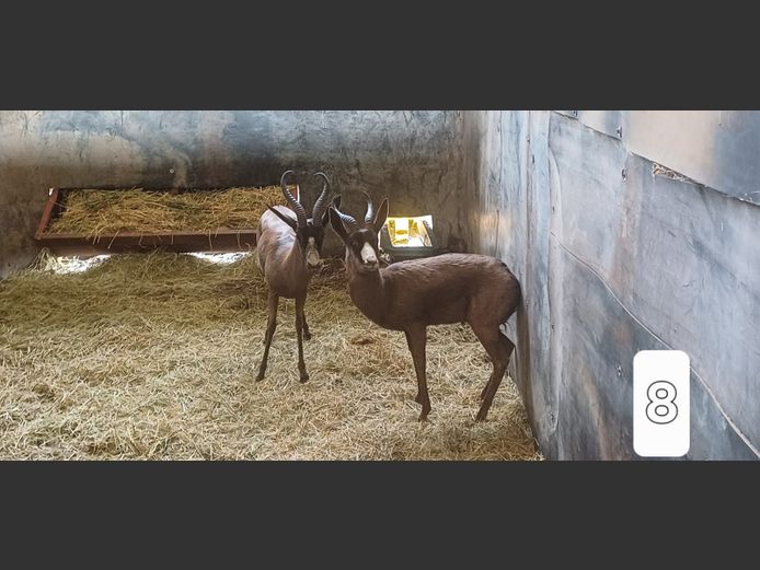 SWART SPRINGBOK | AL BADENHORST