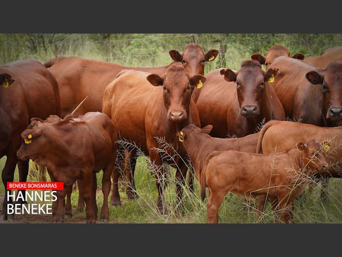 Commercial Female Animals - Beneke Bonsmaras | Nylstroom