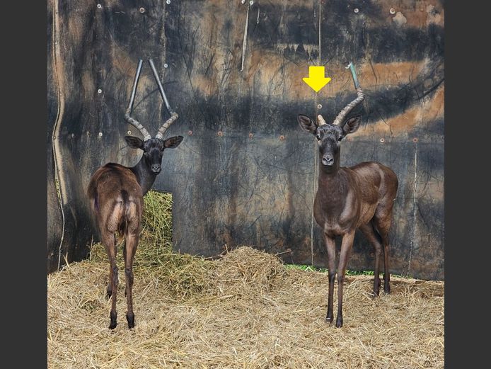 BLACK IMPALA | EB WILD