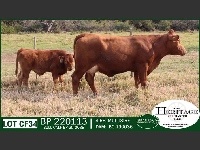 Commercial Animals | Begelly Beefmasters