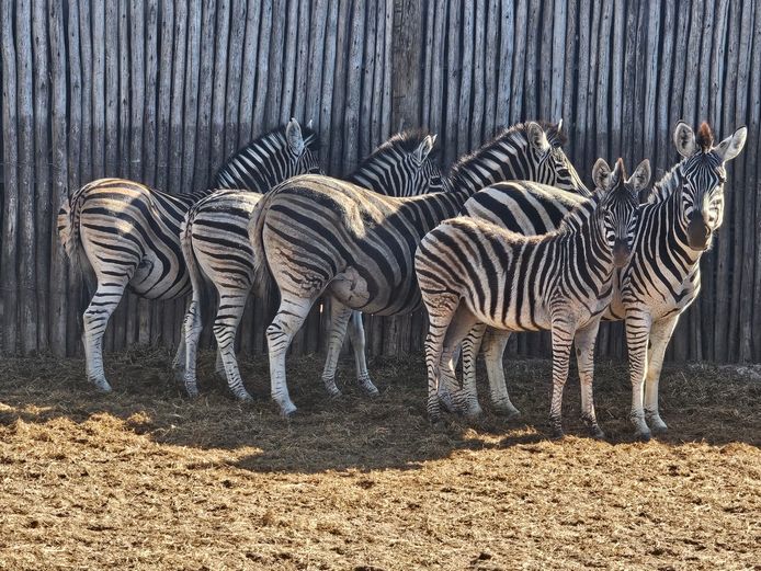 ZEBRA | ZEBULA