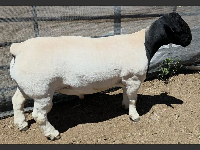 2160 23 0384 | Mickey Phillips  Dorpers