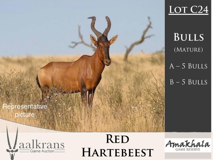 Hartebeest Bulls