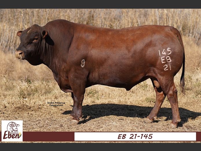 EB 210145 | EBEN SENEPOL
