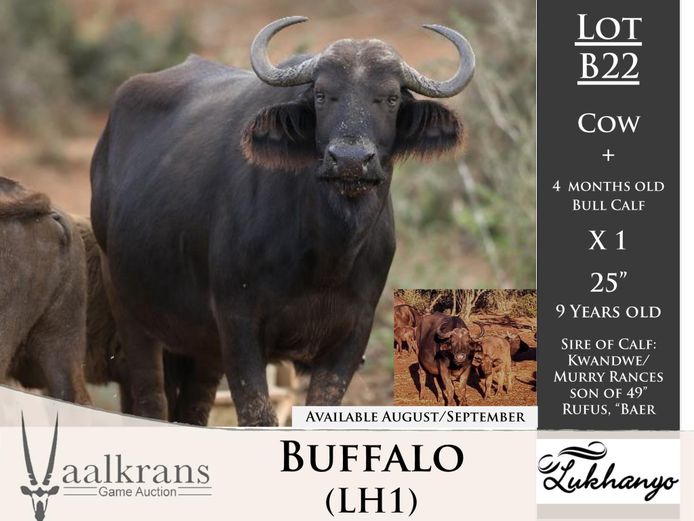 Buffalo Cow + 4 Month bull Calf