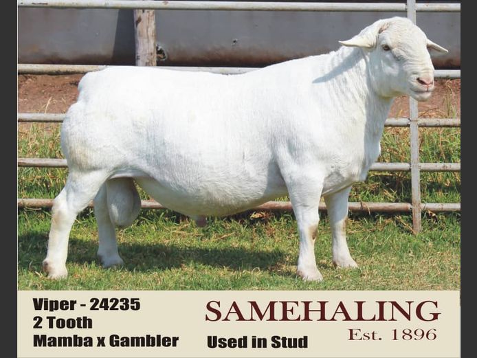 24235 | Samehaling White Dorper