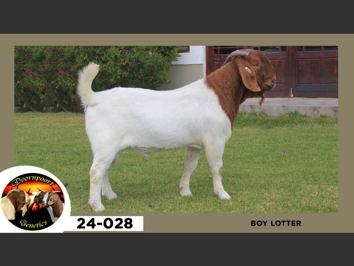 24-028  |  Boy Lotter
