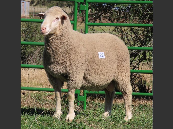 151 | Rooipoort Poenskop Merinos