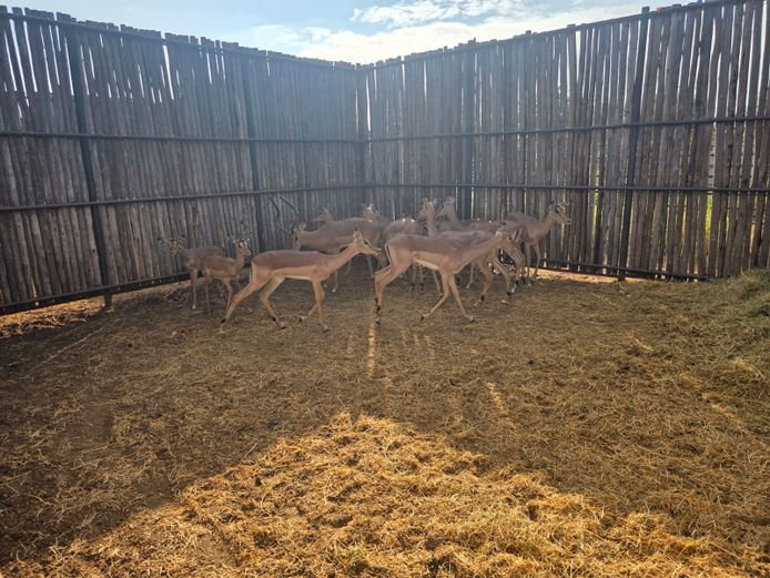 ROOIBOKKE | HANLEY 1