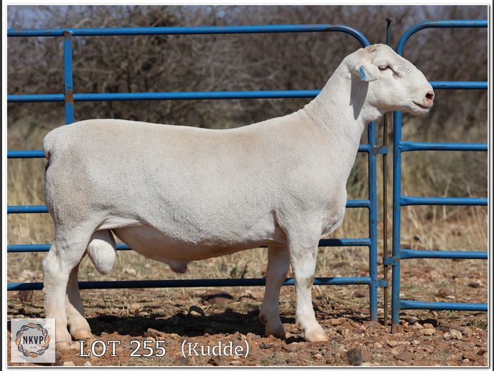 2280 24 0126W | MNR. LOUIS J. VAN RENSBURG